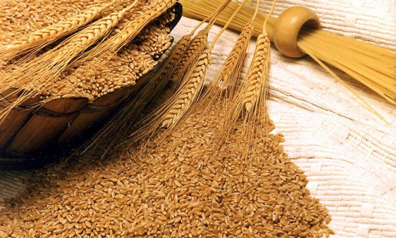 واردات گندم کاهش یافت