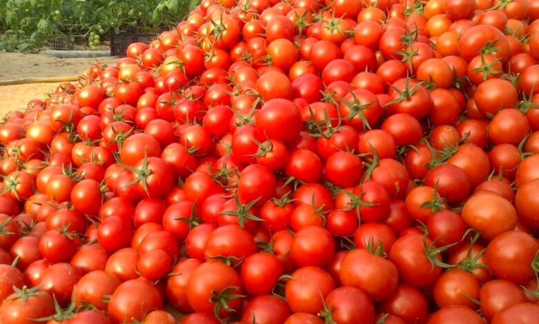 قیمت گوجه تا ۲ هفته دیگر کاهش می‌یابد