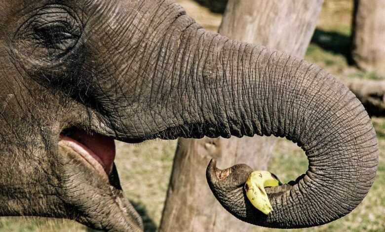 نحوه تکامل خرطوم فیل ها کشف شد