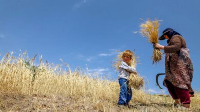 گندمکاران باید گندم وارداتی بر مبنای دلار ۲۸ هزار تومان رقابت کنند