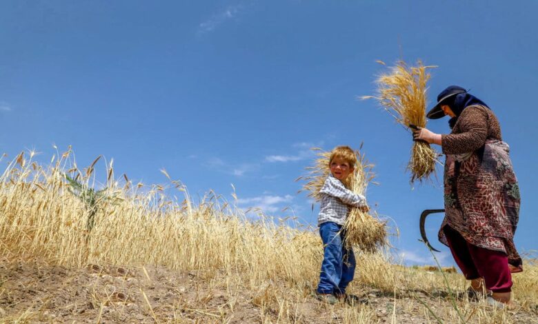 گندمکاران باید گندم وارداتی بر مبنای دلار ۲۸ هزار تومان رقابت کنند