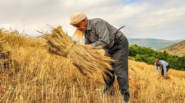 زمان قطعی اعلام قیمت خرید تضمینی گندم مشخص شد