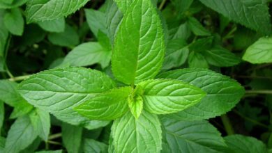 نعنا فلفلی چیست؟