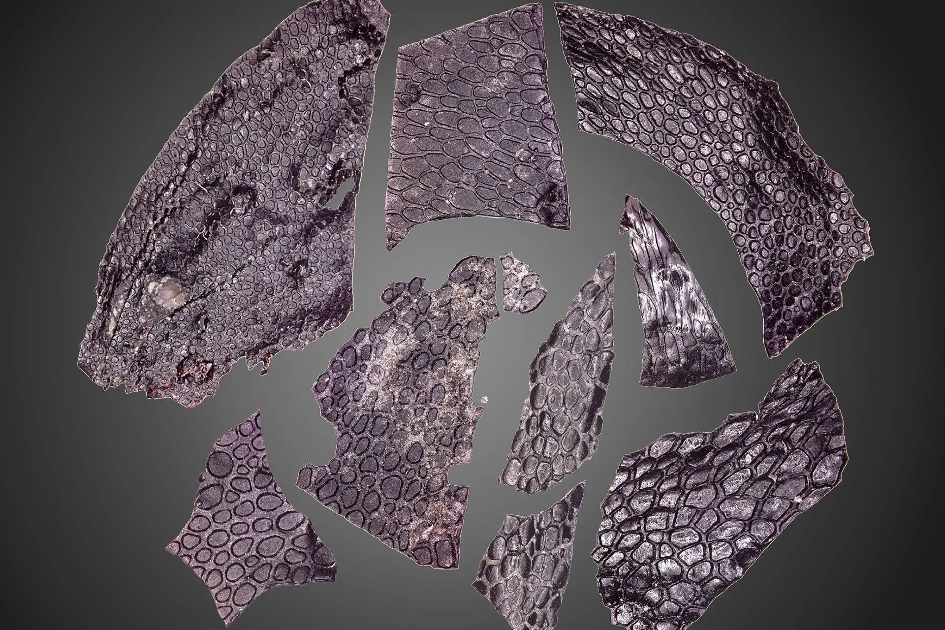 قدیمی ترین پوست کشف شده مربوط به 288 میلیون سال پیش است