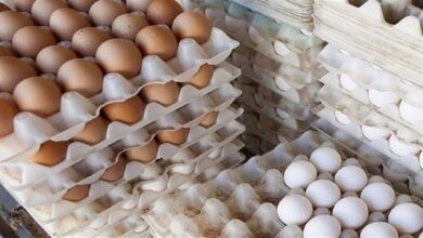 فروش بالاتر از ۵۷ هزارتومان یک کیلو تخم مرغ گرانفروشی است
