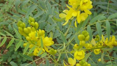 آشنایی با گیاه سنا و فواید و مضرات آن