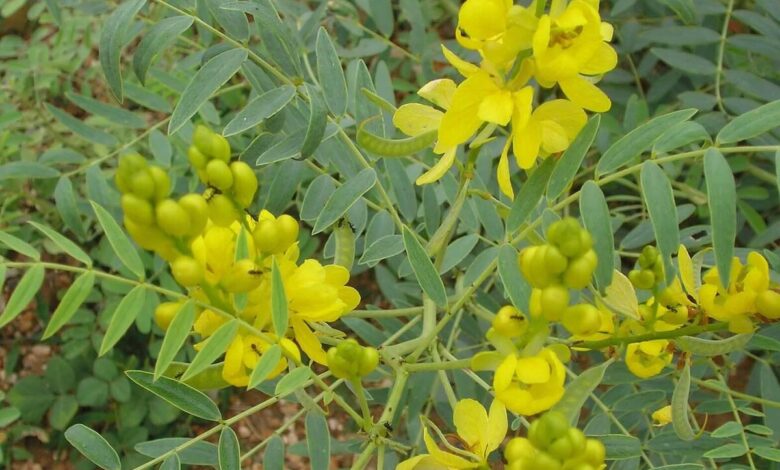 آشنایی با گیاه سنا و فواید و مضرات آن