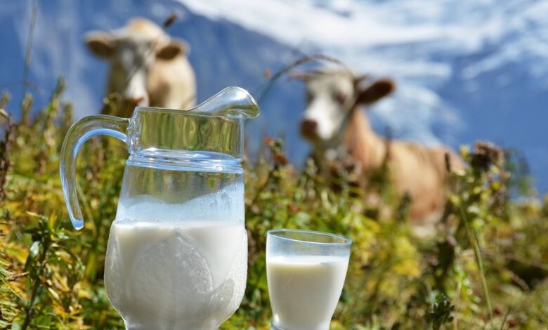 شیر پاستوریزه استفاده کنیم یا محلی؟