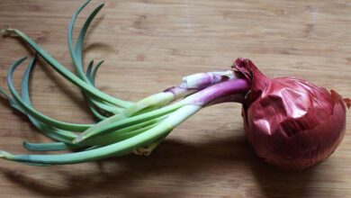 جوانه های پیاز خوردنی هستند؟