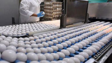 تولید تخم مرغ تا پایان سال حداقل ۱۰۰ هزارتن افزایش می یابد