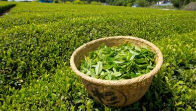 قیمت خرید تضمینی برگ سبز چای تعیین شد
