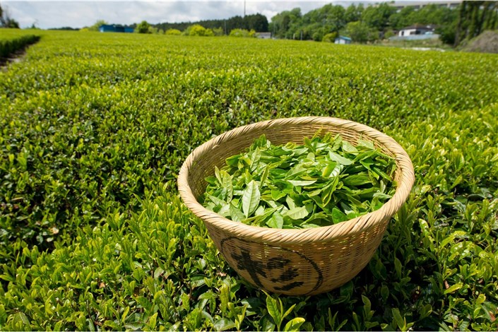 قیمت خرید تضمینی برگ سبز چای تعیین شد