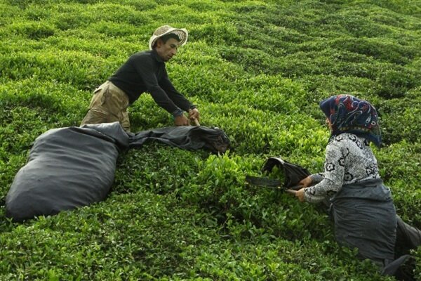 قیمت خرید تضمینی برگ چای اعلام شد