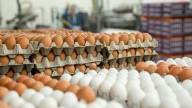 جدیدترین قیمت تخم مرغ در بازار اعلام شد