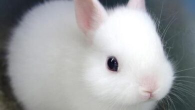 زایمان خرگوش