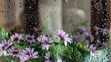 هواشناسی بارش باران