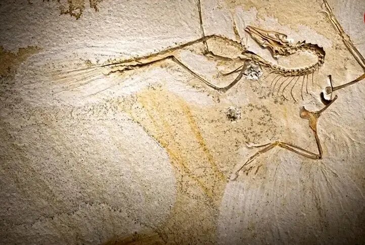 آرکئوپتریکس؛ پرنده‌ای که ۱۵۰ میلیون سال قبل زندگی می‌کرد | عکس