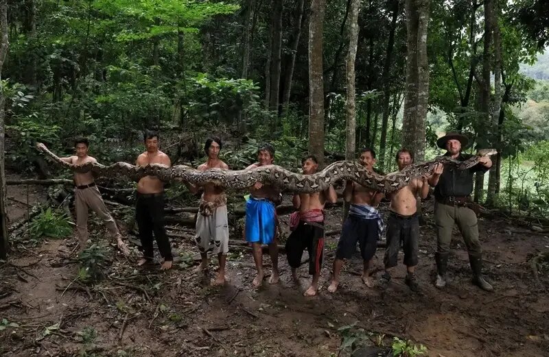 بارونس؛ درازترین مار وحشی جهان | عکس