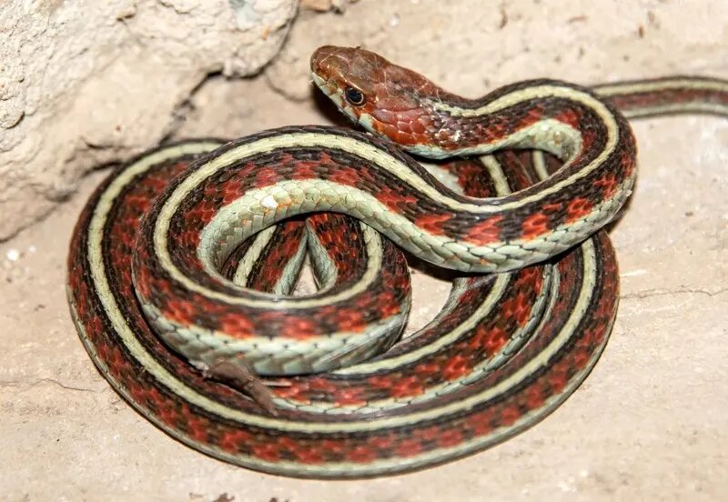 بزرگترین «لانۀ مار» در جهان کجاست؟