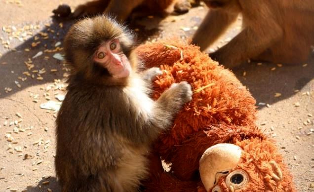 پانچ و عروسکش