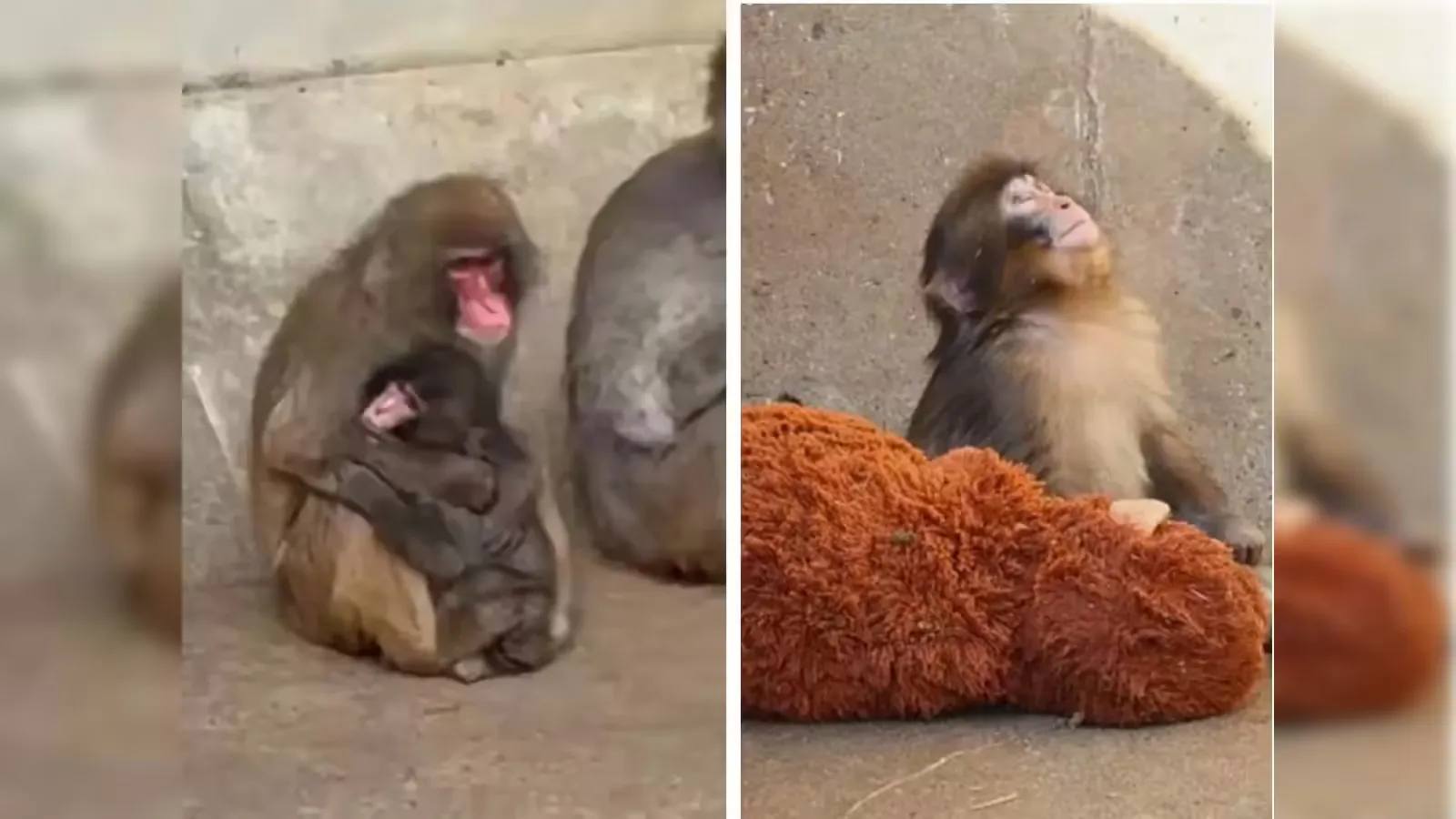 پانج پذیرفته شد