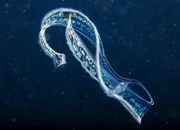 جانورانی شبیه موجودات فضایی که پیش از دایناسورها می‌زیستند! | عکس