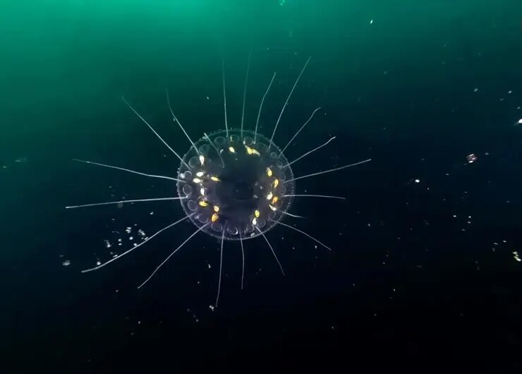 جانورانی شبیه موجودات فضایی که پیش از دایناسورها می‌زیستند! | عکس