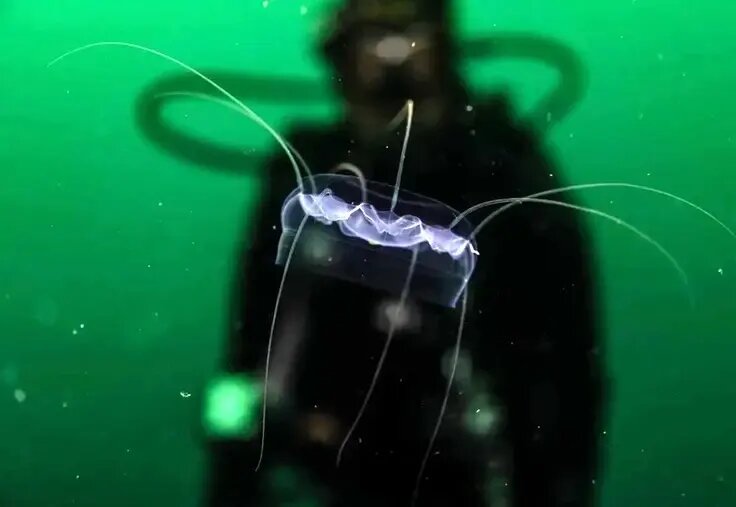 جانورانی شبیه موجودات فضایی که پیش از دایناسورها می‌زیستند! | عکس