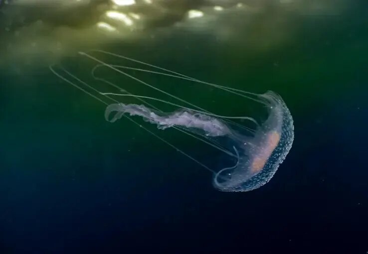 جانورانی شبیه موجودات فضایی که پیش از دایناسورها می‌زیستند! | عکس