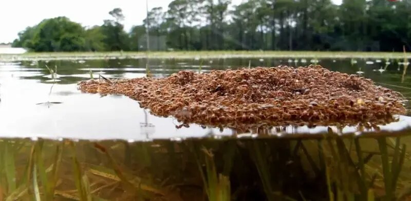 شناورهایی از جنس «مورچه» که هفته‌ها روی آب شناور می‌مانند | عکس