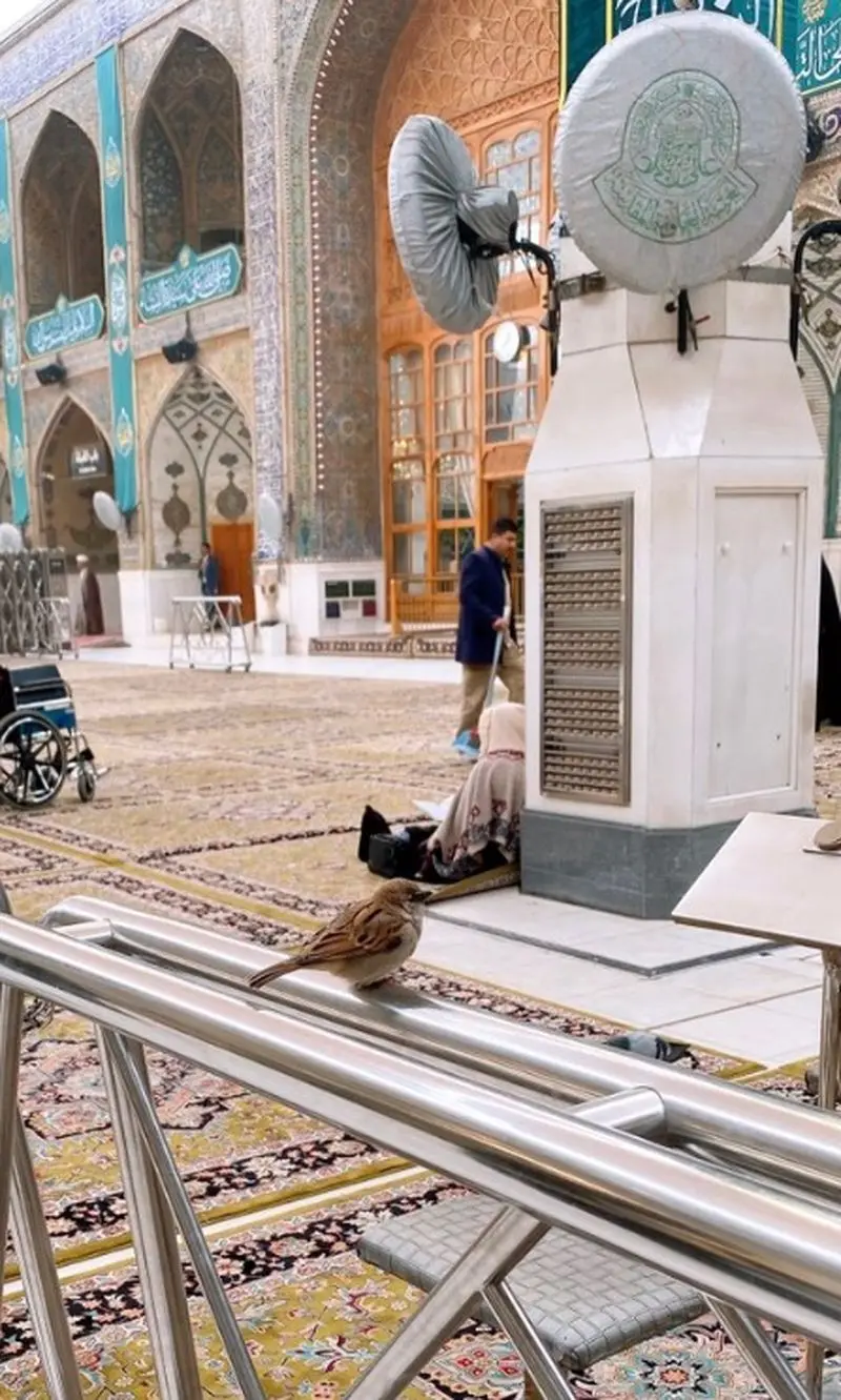 گنجشک در حرم علوی