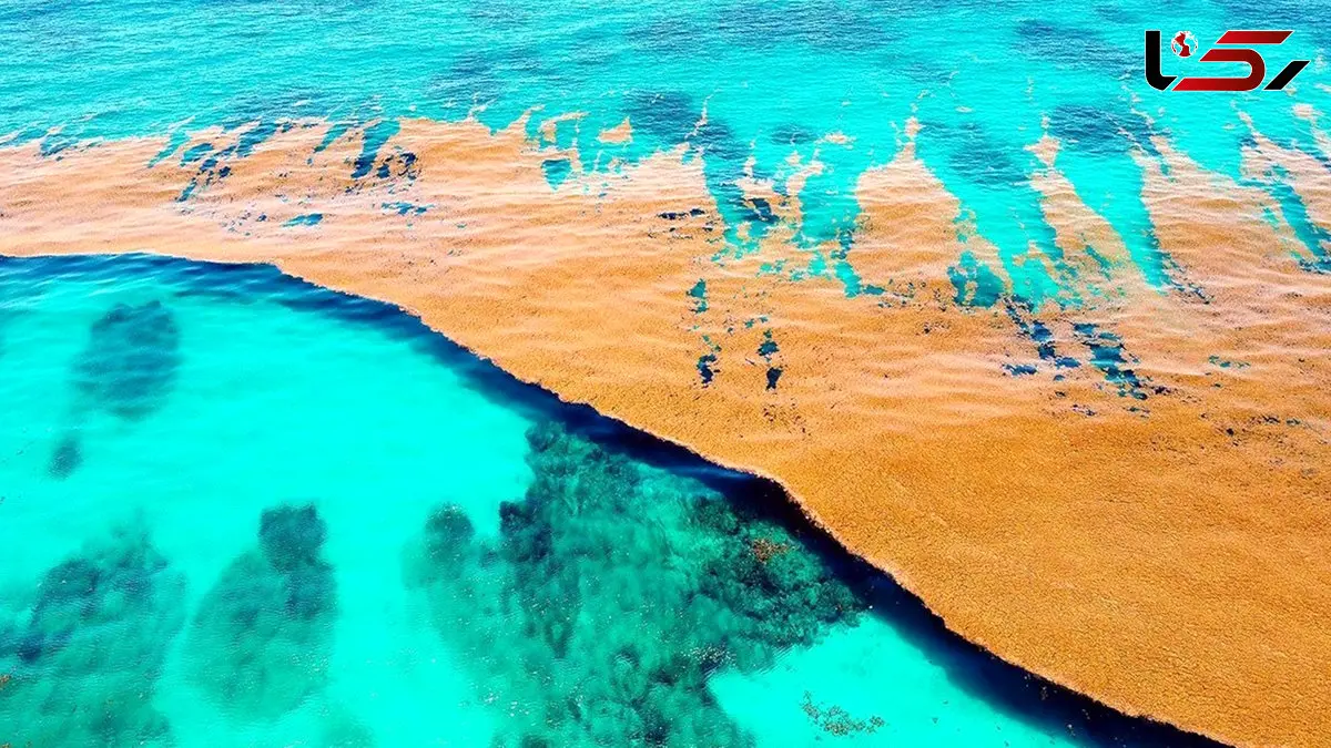 فیلم زندگی در اقیانوس ها / خانه اصلی حیات زمین