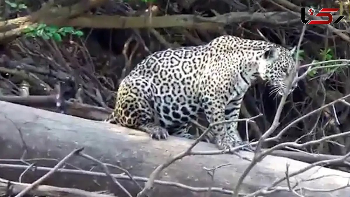 فیلم لحظه عقب نشینی جگوار مقابل سمورهای آبی