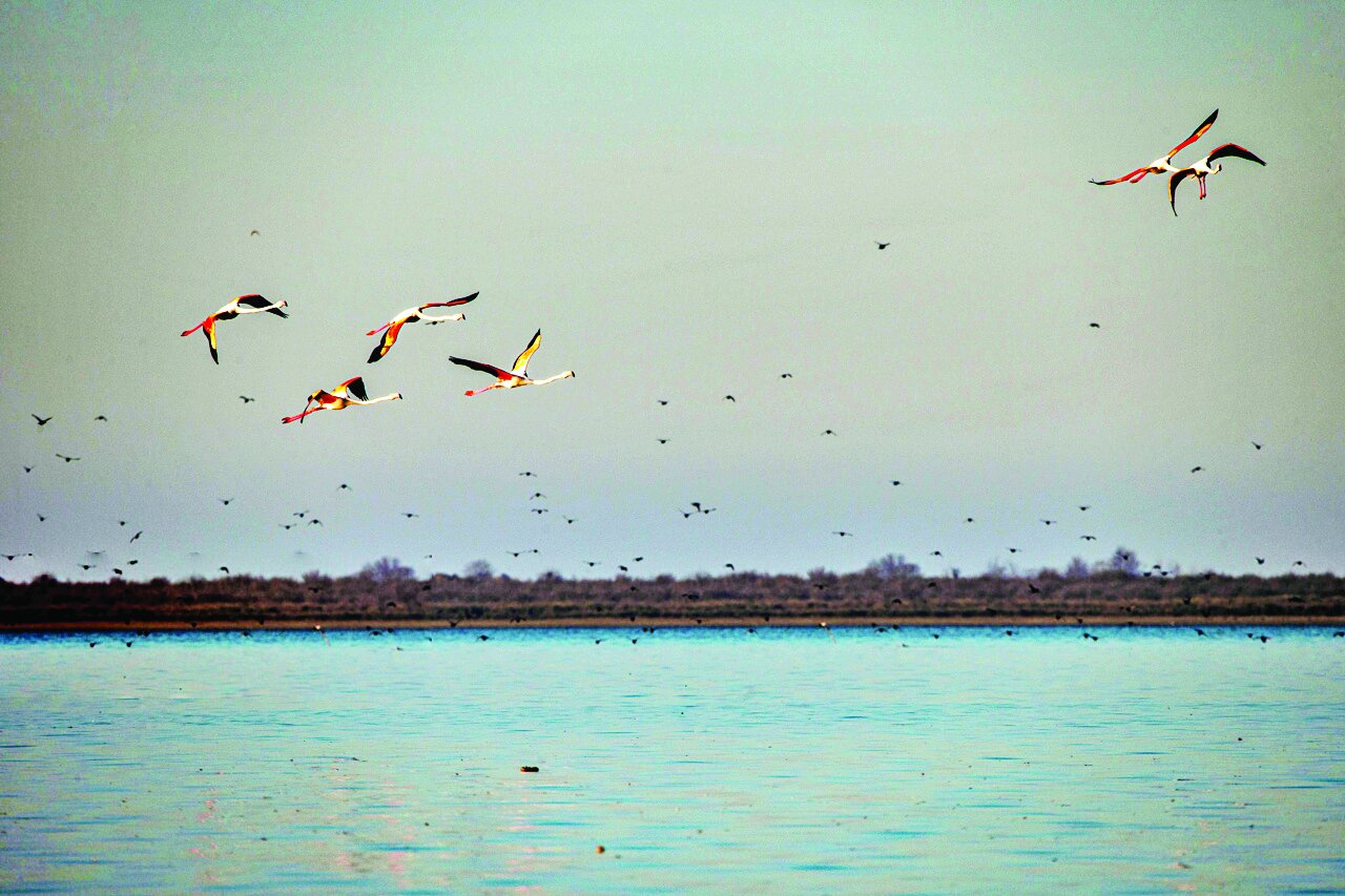 قابی از پرواز و رنگ | تصاویری زیبا از پرندگان مهاجر در شمال و جنوب ایران