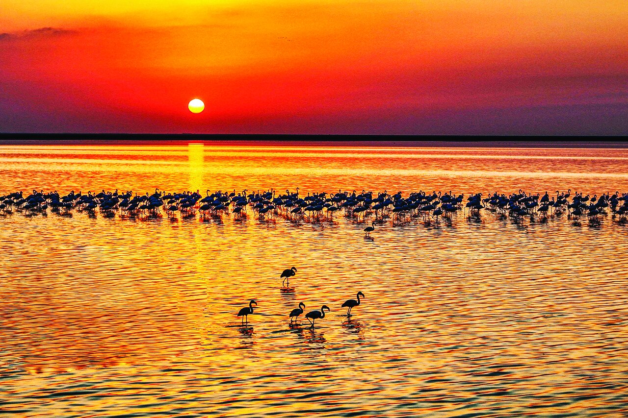 قابی از پرواز و رنگ | تصاویری زیبا از پرندگان مهاجر در شمال و جنوب ایران