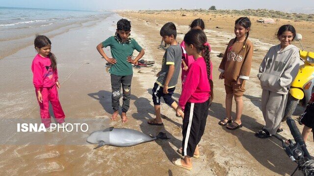 مرگ یک نوزاد گرازماهی در سواحل بوشهر + تصاویر