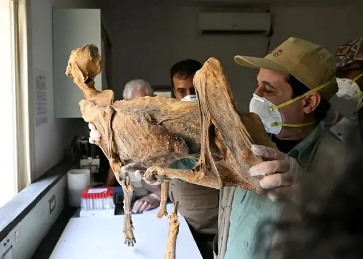 کشف مومیایی طبیعی یوزپلنگ در عربستان | عکس