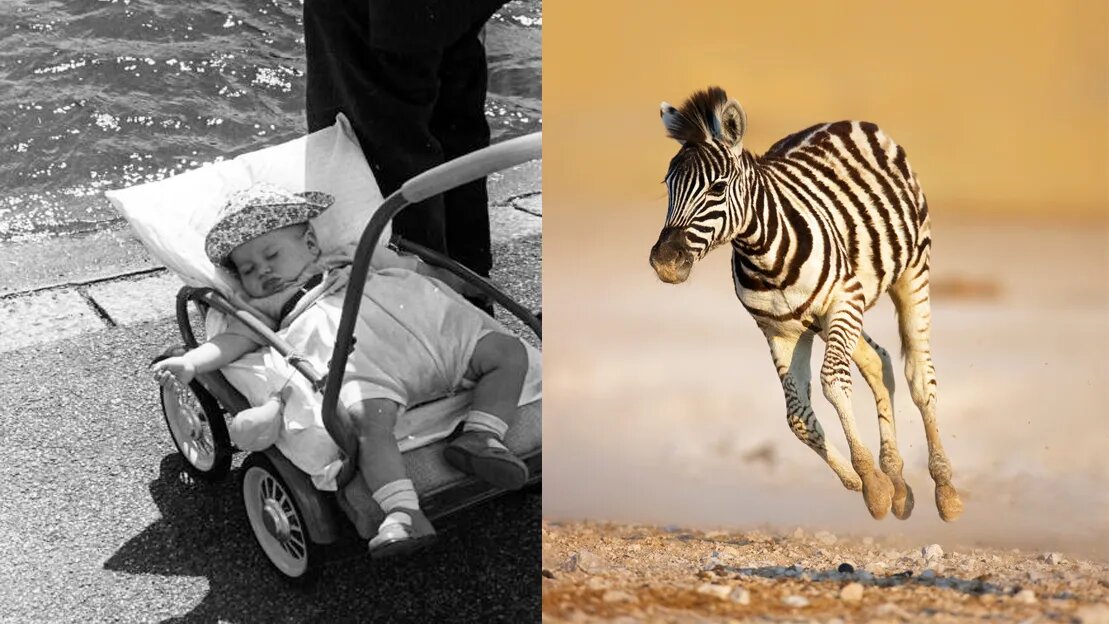 یک استراتژی علمی شگفتانگیز برای بقا | بهای سنگینی که برای «باهوش بودن» دادیم