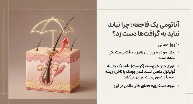 آناتومی کاشت ابرو